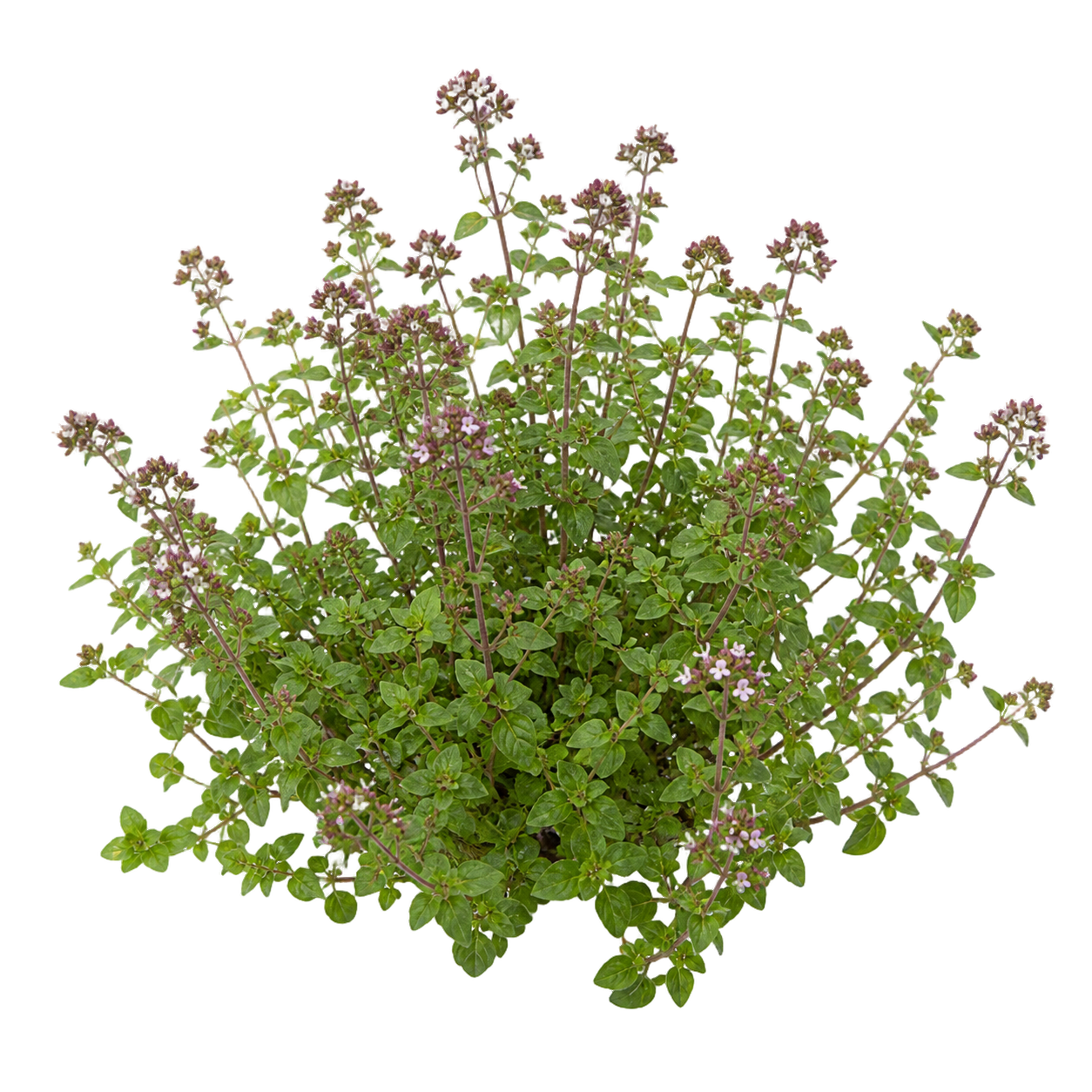 Origano