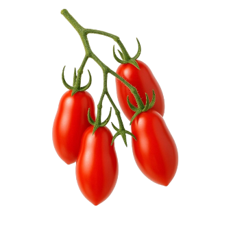 Rajčica scatolone